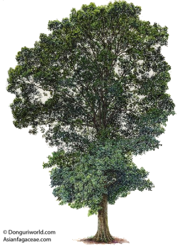 Quercus hondae Makino | AsianFagaceae.com