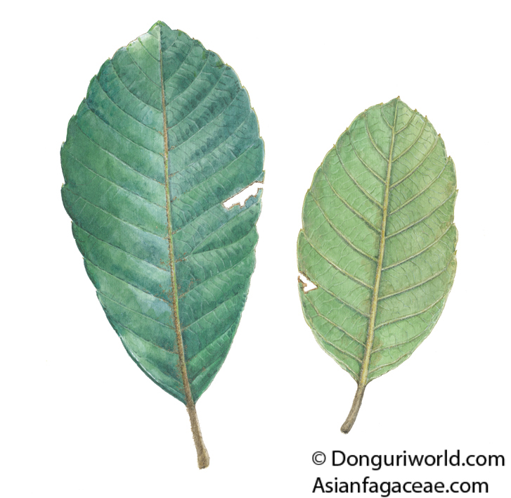 Quercus vestita Griff. | AsianFagaceae.com